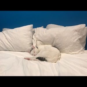 Meet your Posher, Amy